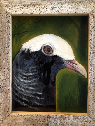 White Crowned Pigeon