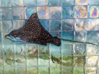 Spotted Eagle Ray